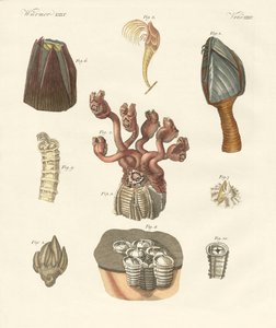 Cirrhipodes, vers à soies ou brachiopodes - German School