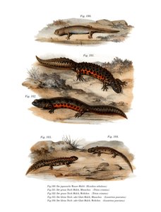 Salamandre nuageuse