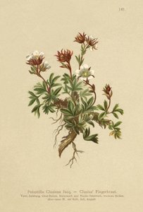 Potentille de Clusius (Potentilla Clusiana) - German School
