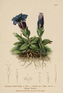 Gentiane de Clusius (Gentiana Clusii, Gentiana acaulis)