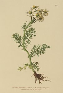 Achillée de Clusius (Achillea clusiana, Achillea atrata ssp. clusiana)