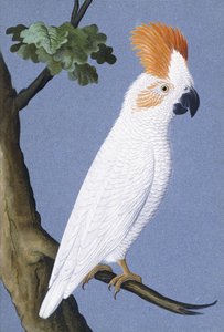 Cacatoès, 1750-1800 - German School