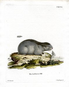 Lemming à collier - German School