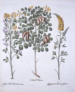 Arbre de Colutea et variétés de cytise, de Hortus Eystettensis, par Basil Besler, pub. 1613