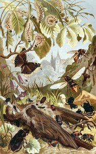 Puissance combinée des insectes, planche de "Brehms Tierleben: Allgemeine Kunde des Tierreichs", vol.9, p.65, publié par Bibliographisches Institut