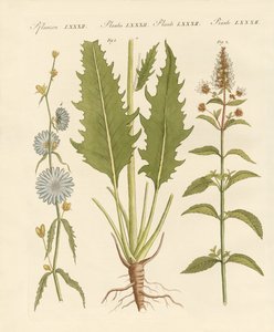 Plantes commerciales et médicinales - German School