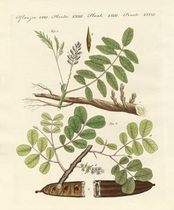 Plantes commerciales - German School