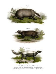 Blaireau commun, 1860