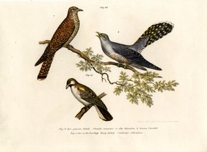 Coucou gris, 1864 - German School