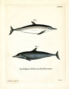 Dauphin Commun - German School