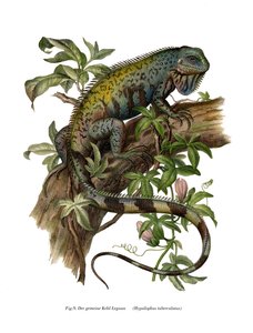 Iguane commun - German School