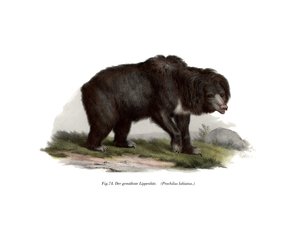 Ours paresseux indien commun, 1860 - German School