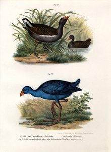 Gallinule poule-d