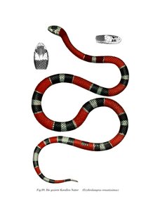 Serpent à collier commun - German School