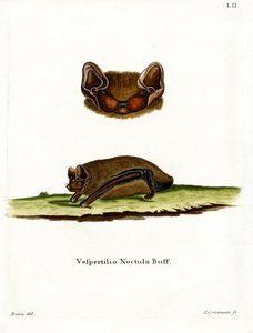 Noctule commune