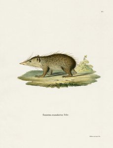 Tenrec Commun