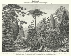 Arbres conifères