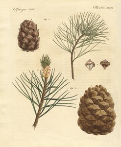 Bois de conifères avec fruits comestibles