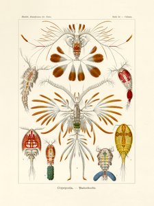 Copepoda, 1899-1904