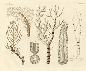 Polypes de corail