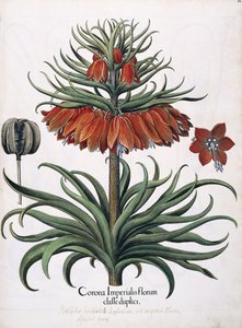 Corona Imperialis Florum, 1613