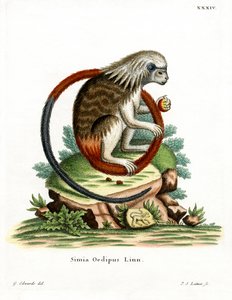 Tamarin à crête de coton - German School