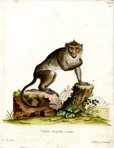 Macaque crabier - German School