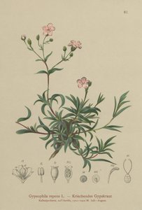 Gypsophile rampante (Gypsophila repens) - German School