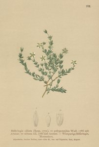 Sabuline rampante (Moehringia ciliata) - German School