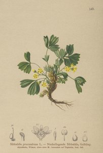 Sibbaldie rampante (Sibbaldia procumbens) - German School