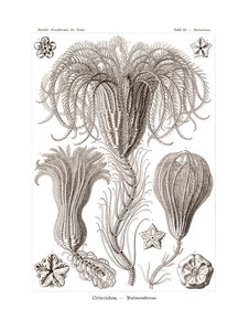 Crinoidea, 1899-1904