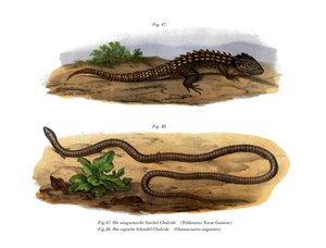 Scinque crocodile
