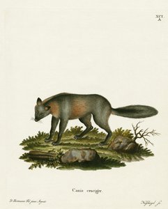 Renard croisé - German School