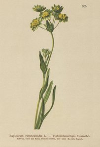 Oreille de lièvre à feuilles de renoncule (Bupleurum ranunculoides) - German School