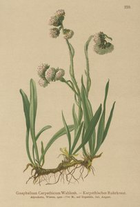 Gnaphale (Gnaphalium carpathicum) - German School