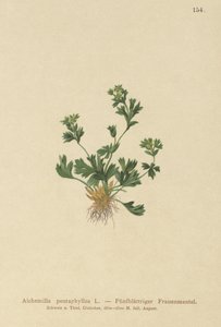 Alchémille à feuilles découpées (Alchemilla pentaphyllea)