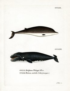 Baleine à bec de Cuvier