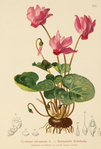 Cyclamen (Cyclamen europaeum)