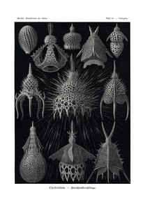 Cyrtoidea, 1899-1904 - German School
