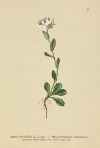 Arabette à feuilles de marguerite - German School