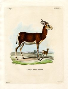 Gazelle Dama - German School