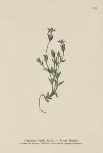 Gentiane naine du Danemark (Gentiana tenella, Gentianella tenella, Comastoma tenellum) - German School
