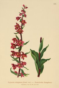 Épipactis pourpre noirâtre (Epipactis atrorubens, Epipactis rubiginosa) - German School