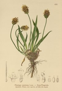 Plantain noir (Plantago atrata, Plantago montana) - German School