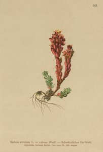 Orpin noir (Sedum atratum, Sedum rubens) - German School