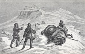 Mort du bœuf musqué, pub. Londres 1874