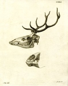 Bois de cerf - German School