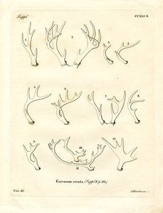 Bois de cerf