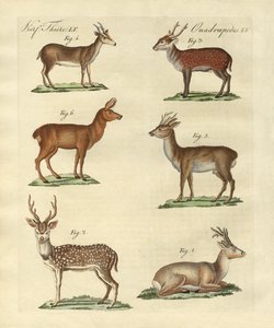 Cerfs et faons