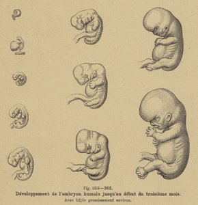 Développement de l